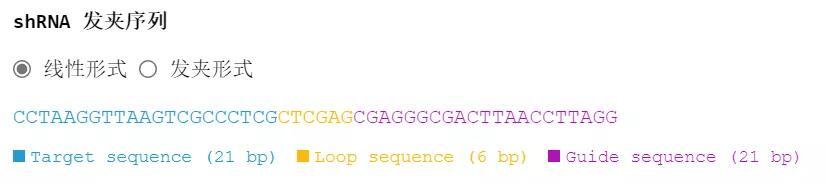 手把手教你设计哺乳动物shRNA干扰载体