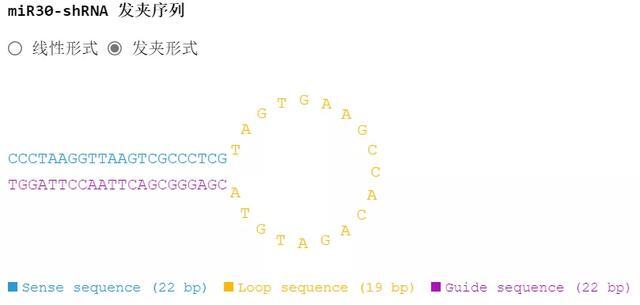 手把手教你设计哺乳动物shRNA干扰载体